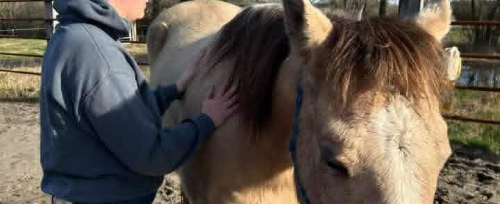 Travail fascial sur un cheval